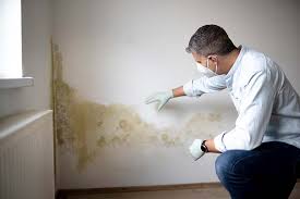 Reliable Hamilton, TX Mold Removal Services Solutions